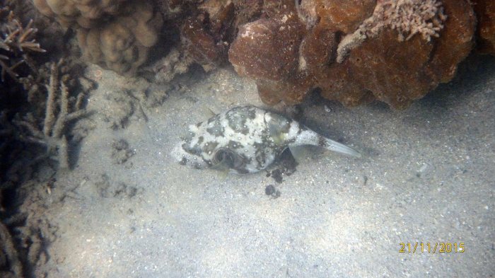 Arothron hispidus