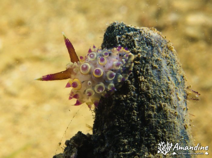 Limaces de mer