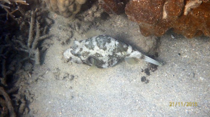 Arothron hispidus