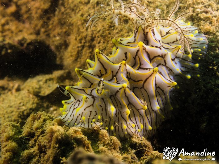 Limaces de mer