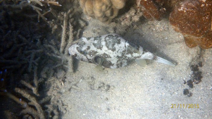 Arothron hispidus