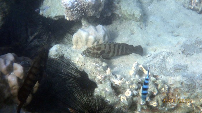 Cephalopholis boenak