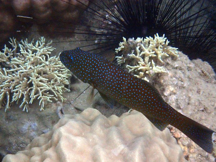 Plectropomus leopardus