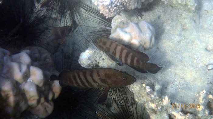 Cephalopholis boenak