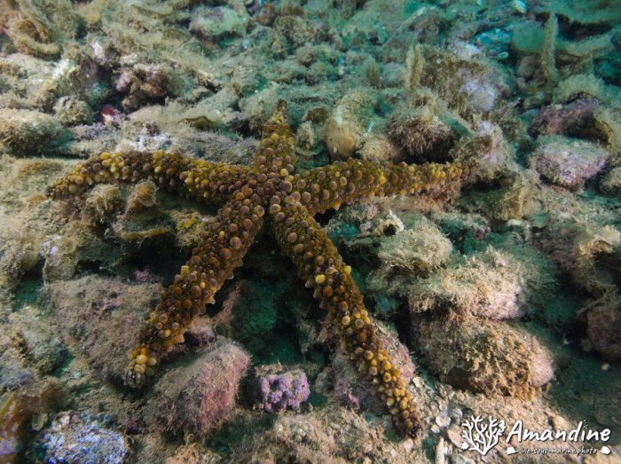 Echinaster callosus