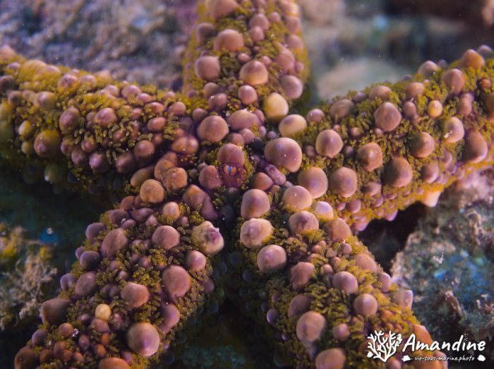Echinaster callosus