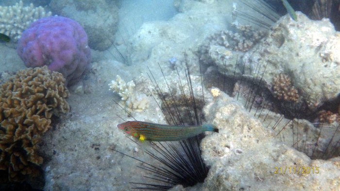 Halichoeres melanurus