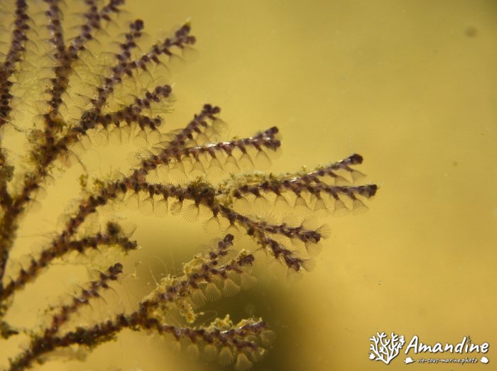 Bryozoaire