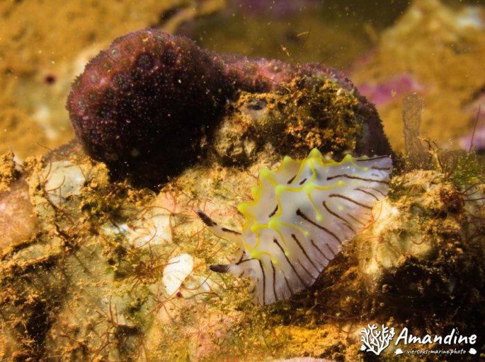 Halgerda willeyi