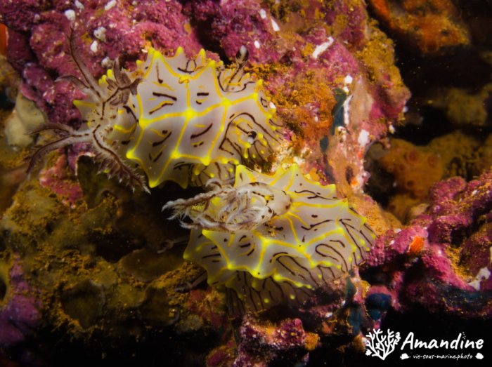Halgerda willeyi