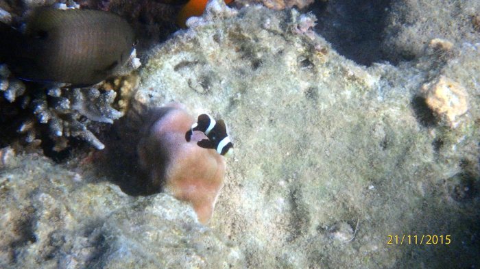 Amphiprion akindynos