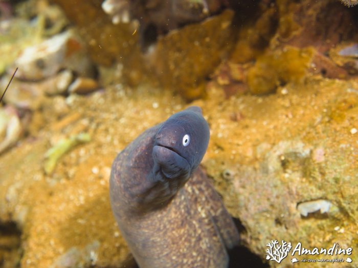Gymnothorax thyrsoideus