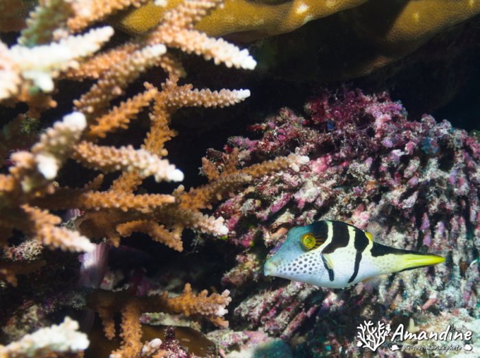 Canthigaster valentini