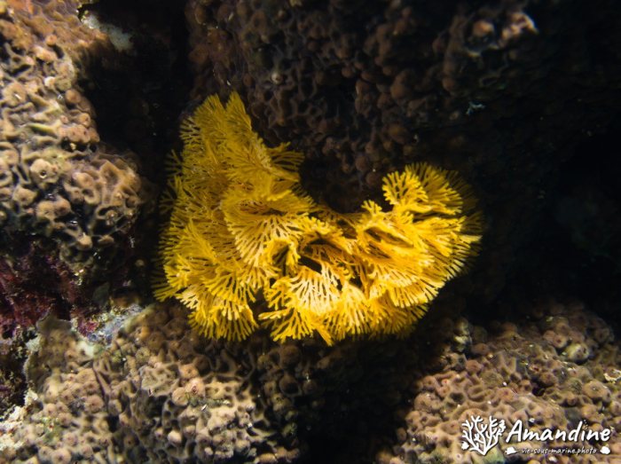 Reteporellina sp.