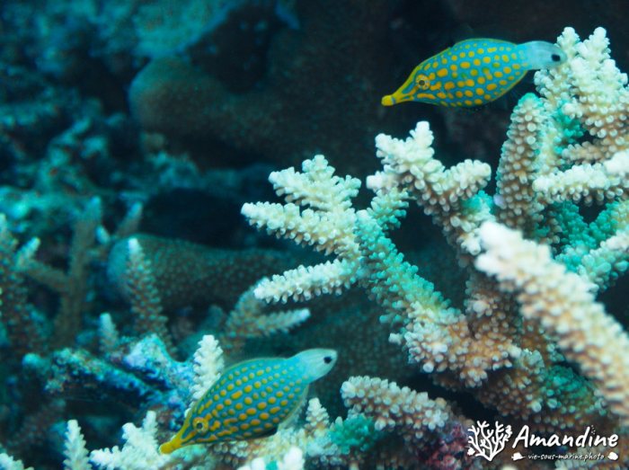 Oxymonacanthus longirostris