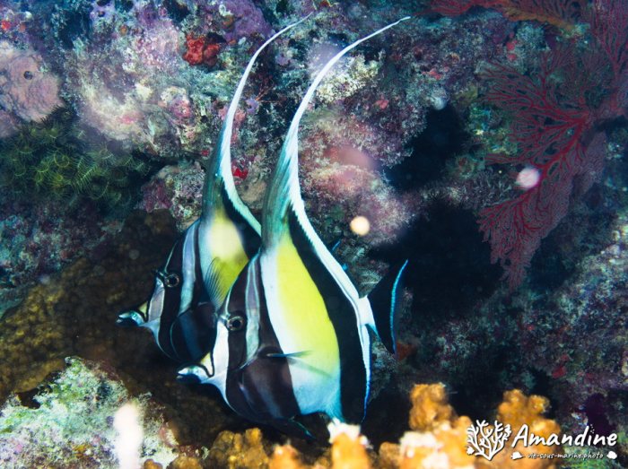 Zanclus cornutus