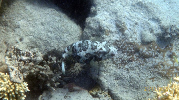 Arothron hispidus