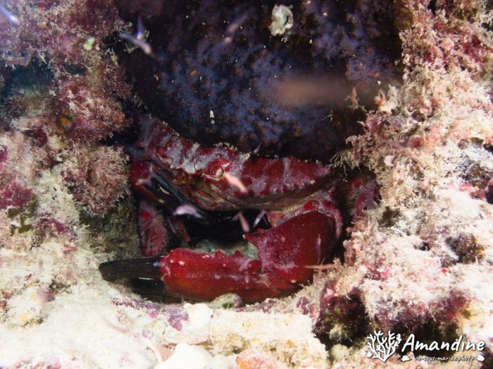 Crabe