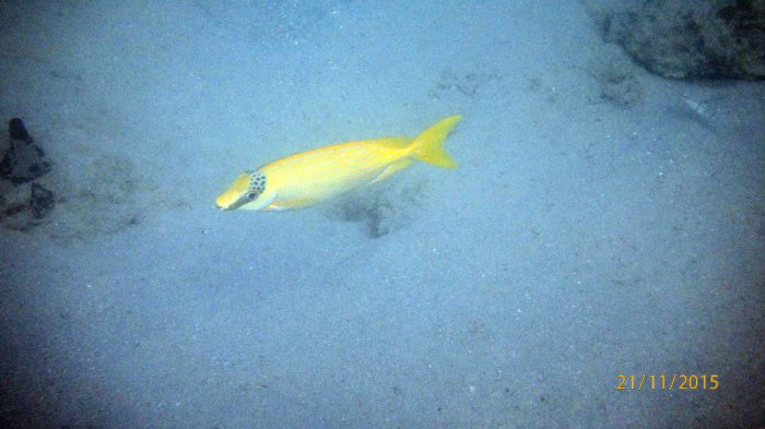 Siganus puellus