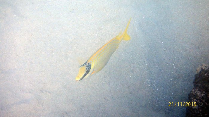 Siganus puellus