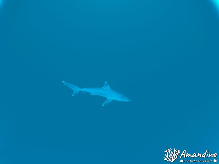 Requin pointe blanche (albi)
