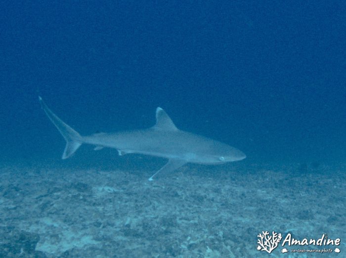 Requin pointe blanche (albi)
