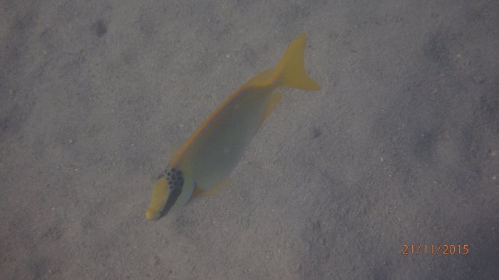 Siganus puellus