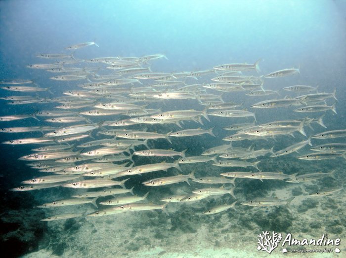 Poissons osseux
