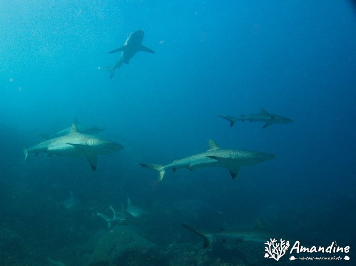 Requin gris de récif