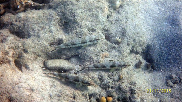 Upeneus tragula
