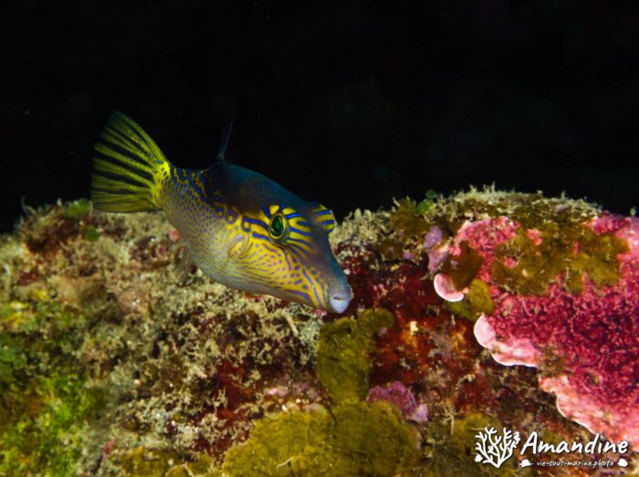 Canthigaster epilampra