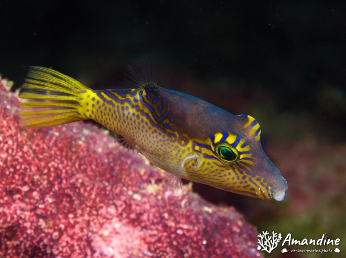 Canthigaster epilampra