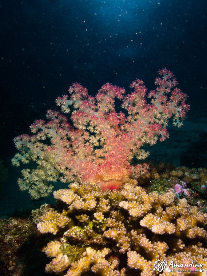 Dendronephthya sp.