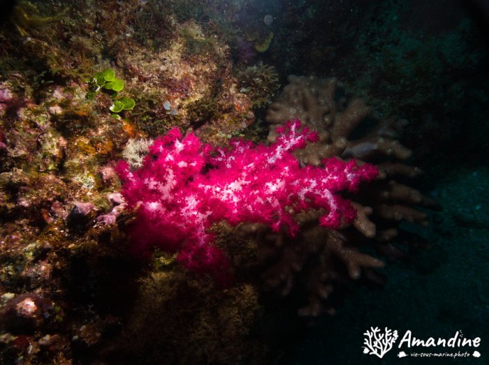 Dendronephthya sp.