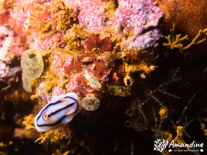 Limaces de mer