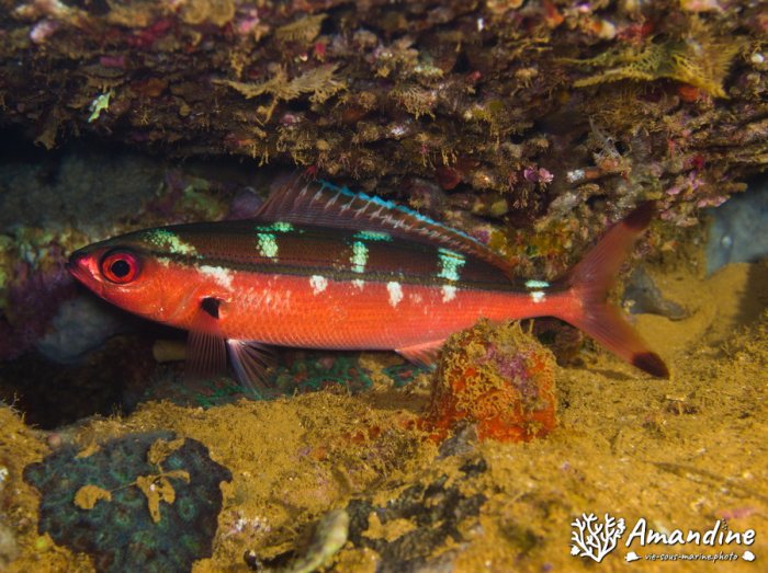 Poissons osseux