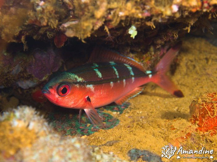 Poissons osseux