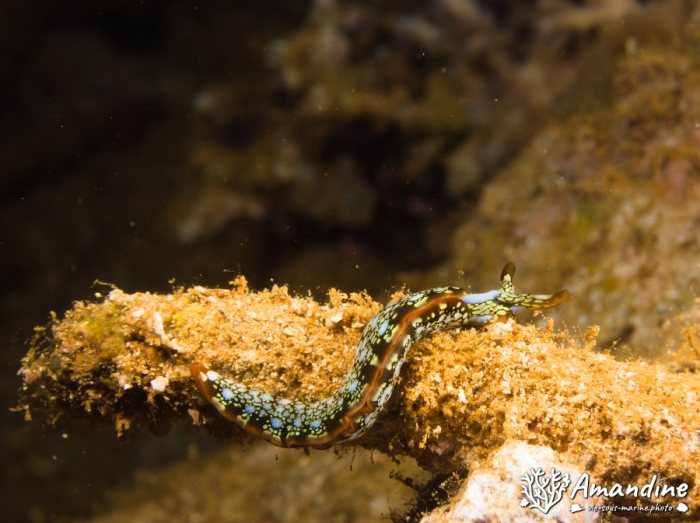 Limaces de mer