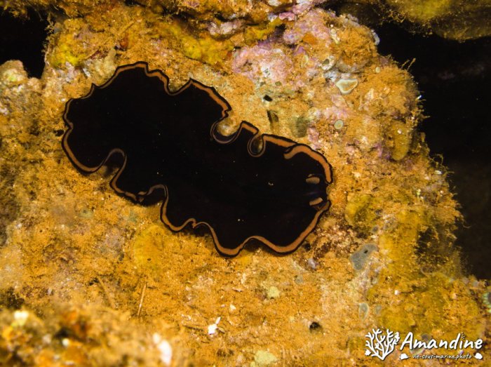 Pseudobiceros affinis
