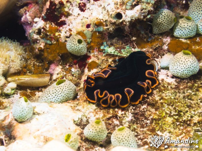 Pseudobiceros affinis