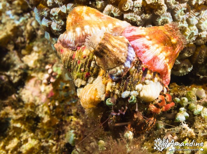 Dardanus pedunculatus