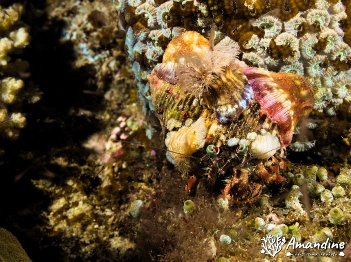 Dardanus pedunculatus