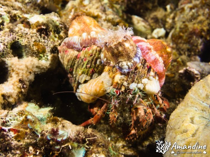 Dardanus pedunculatus