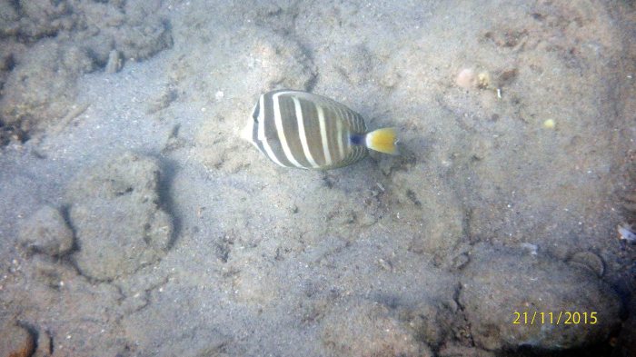 Zebrasoma velifer