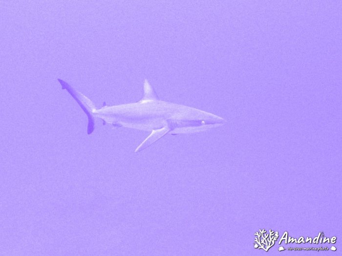 Requin gris de récif