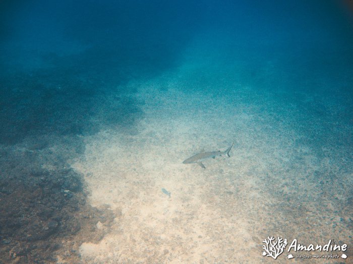 Requin gris de récif