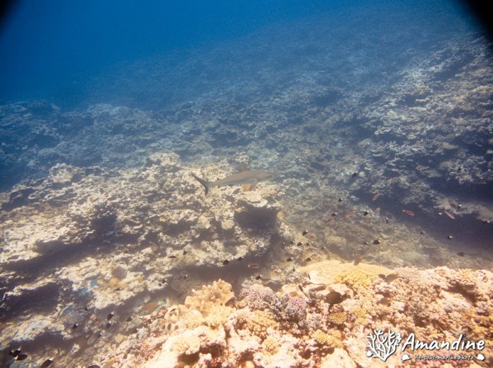 Requin gris de récif