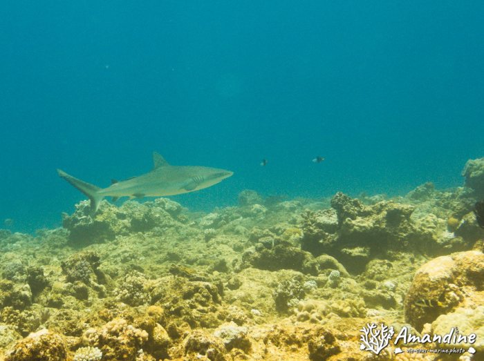 Requin gris de récif