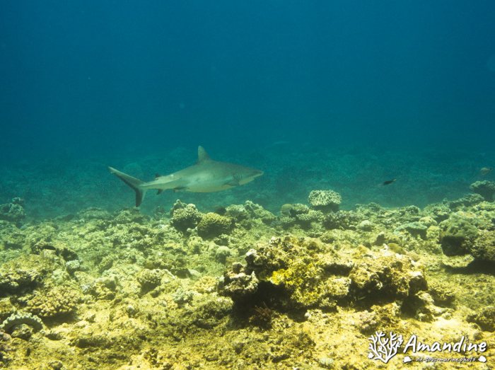 Requin gris de récif