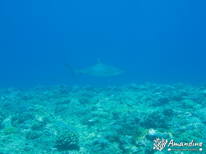 Requin gris de récif
